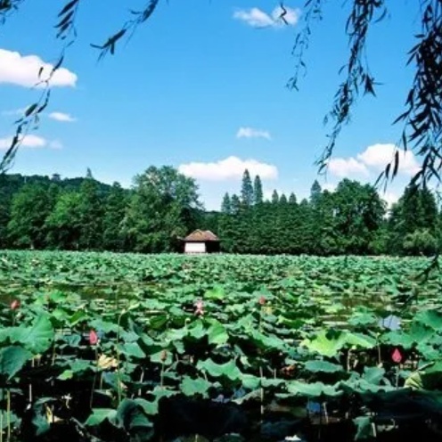 东湖荷花博物馆照片与代表馆藏
