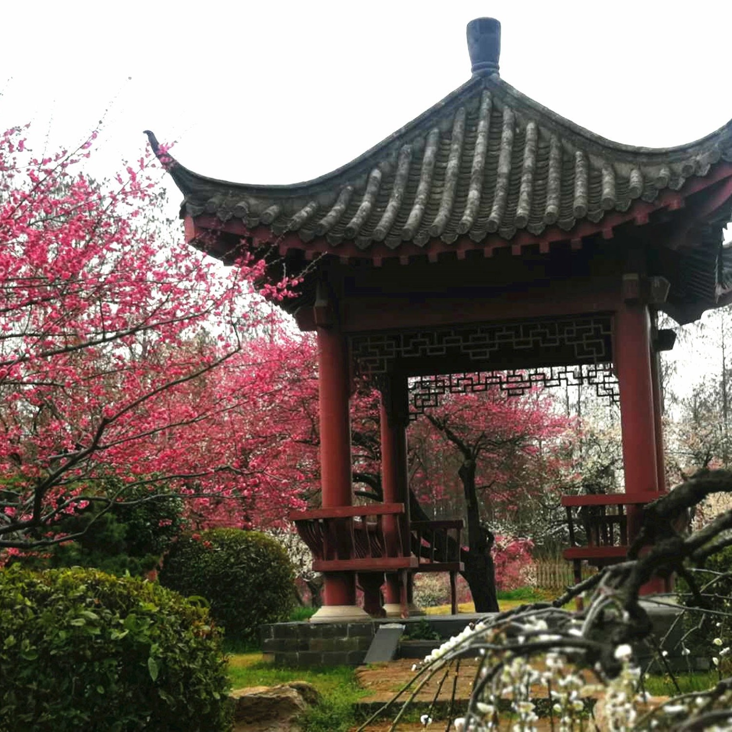 武汉东湖梅花博物馆照片与代表馆藏