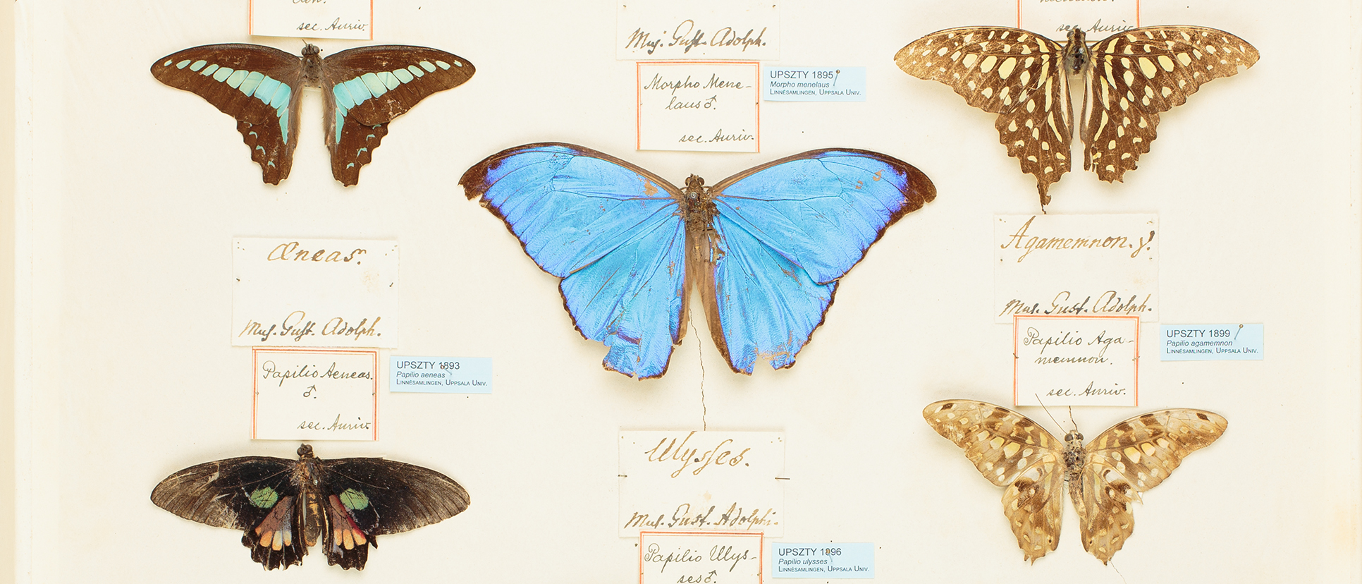 Museum of Evolution Zoology照片与代表馆藏