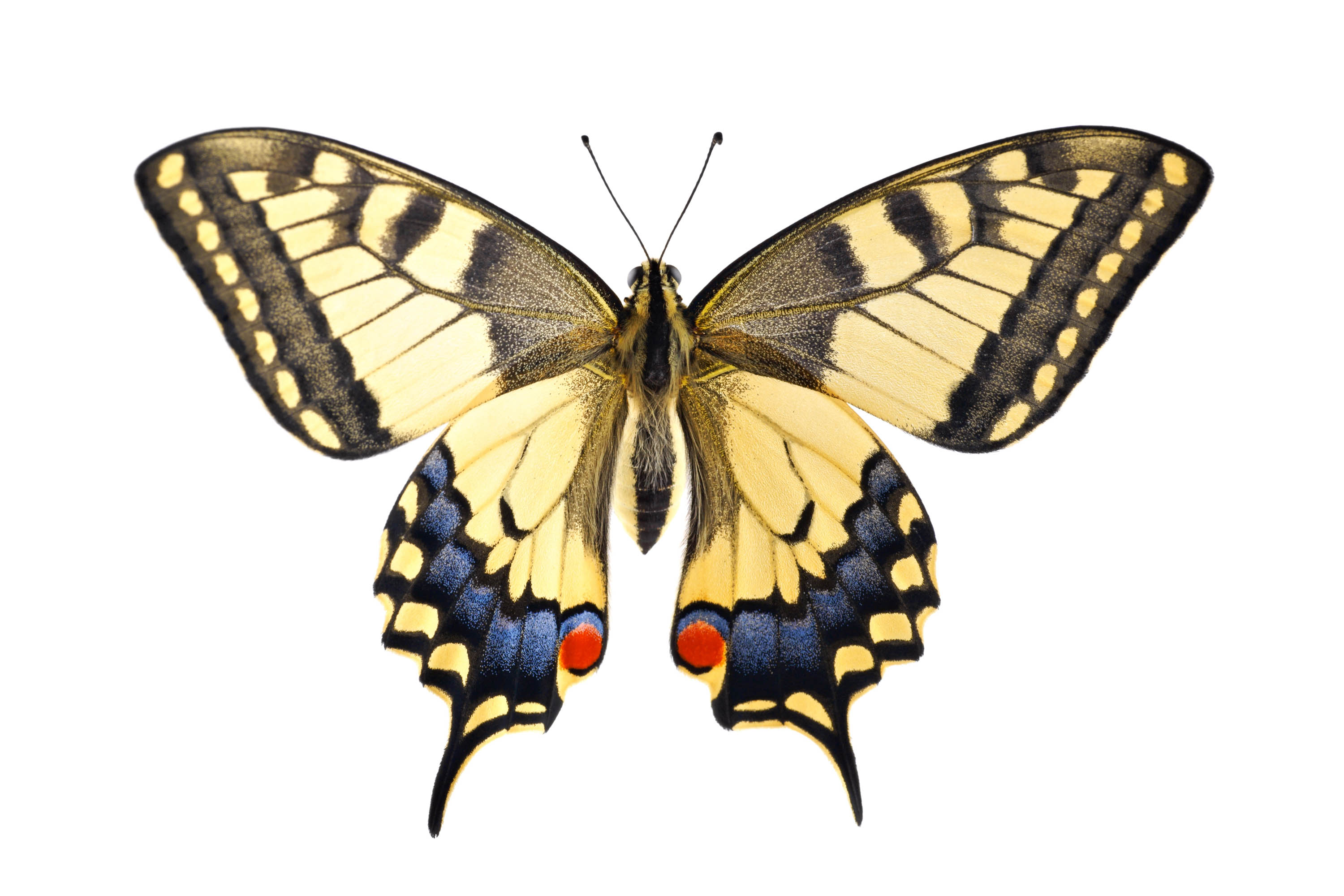 Butterfly House Haga Ocean照片与代表馆藏